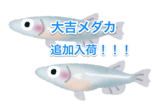 fish_medaka