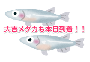 fish_medaka