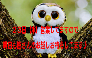 owl-845131_960_720