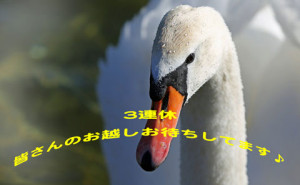 swan-673676_960_720