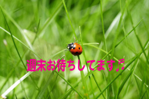 ladybug-796481_960_720